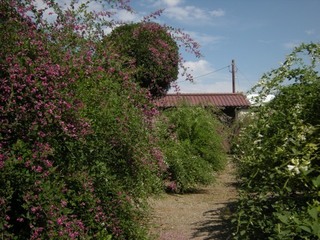 DSCN4081.jpg