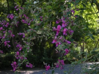 DSCN4082.jpg