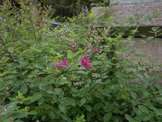 DSCN4094.jpg