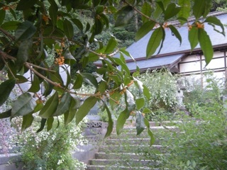 DSCN4128.jpg
