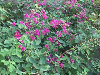 IMG_2927.jpg