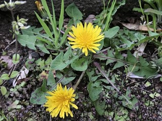 IMG_3447.jpg
